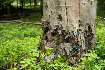 Pień starego drzewa z łuszczącą się korą i mchem w lesie Old tree trunk with peeling bark and moss in the forest © mydayphoto