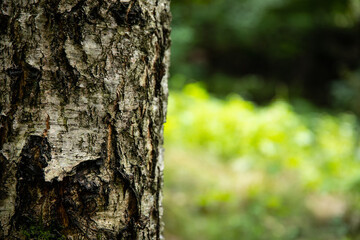Pień starego drzewa z łuszczącą się korą i mchem w lesie Old tree trunk with peeling bark and moss in the forest © mydayphoto