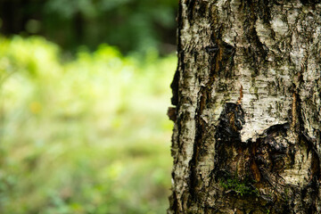Pień starego drzewa z łuszczącą się korą i mchem w lesie Old tree trunk with peeling bark and moss in the forest © mydayphoto