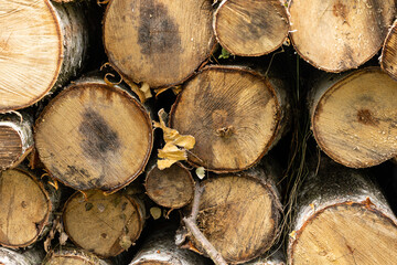 drzewa ścięte las opał drewno opałowe, wycinka drzew, drewno kominkowe las drzewa, kłody