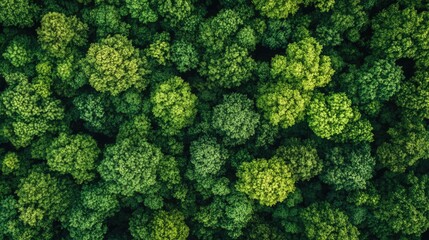 Naklejka premium Aerial view of a lush forest. Perfect for illustrating themes of nature, environment, and sustainability.