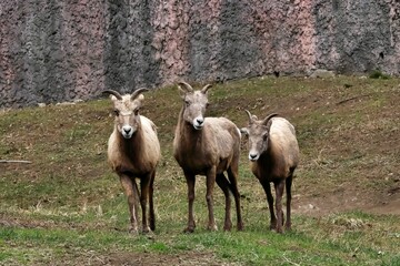 Obraz premium 並んで立つ三頭のオオツノヒツジのメス