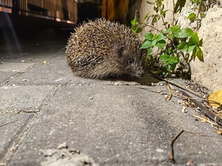 Brown hedgehog on a town road at night