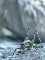 Close up of a green grasshopper on a green grass and grey rock, mimicry