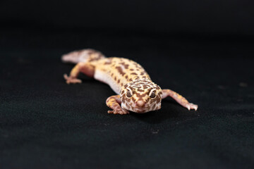 lizard on a hand