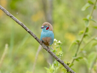 lilac breasted roller