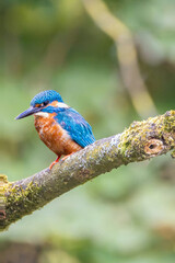 kingfisher on branch
