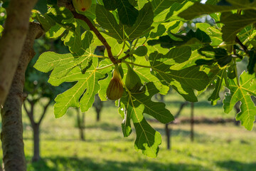 Fig (ficus)