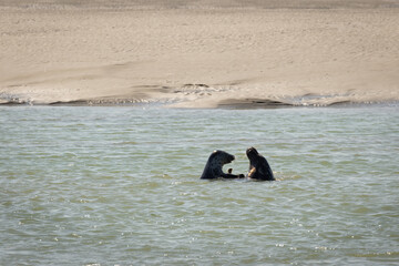Phoques sur la Baie de l'Authie