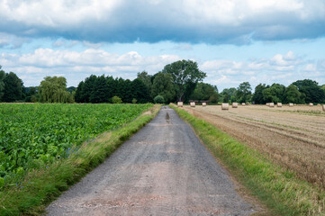 Agriculture fields with beets and mowed weath and a gravel road in Stuhr, Lower Saxony, Germany