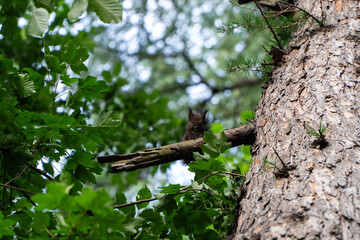 Wiewiórka © wedrownik52