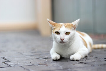 The cat crouch on the floor