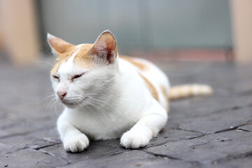The cat crouch on the floor