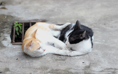 Two kittens lay on the floor