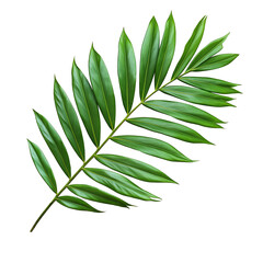 tropical nature green palm leaf isolated on white background