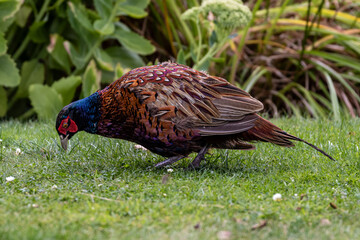 A male pheasant pecking at seeds on a garden lawn, with a shallow depth of field