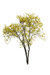 Golden Tree, Yellow Flowers Tree, Tabebuia Isolated On White Background.