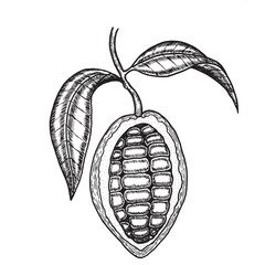 Cacao fruit on a branch with leaves and beans open vector illustration in sketch style. Realistic hand drawn botanical drawing hatched ingredient of chocolate.