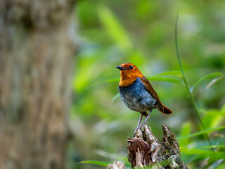森の中で枯れ木に留まって周りを見渡しているコマドリの雄