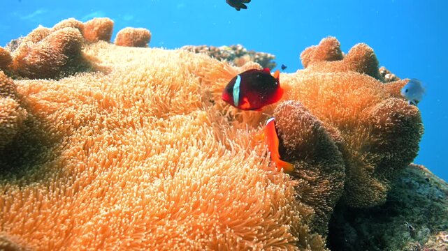 Fiji Anemonefish swimming anemone above healthy coral reef - Amphiprion barberi - Scuba diving in the Rainbow Reef Fiji