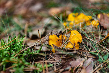 Chanterelle mushrooms growing in the autumn forest.