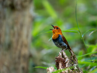 Fototapeta premium 森の中で枯れ木に留まってさえずっているコマドリの雄