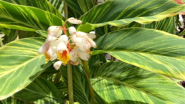Alpinia zerumbet also called Shell Ginger, Pink porcelain lily, Butterfly ginger close up.