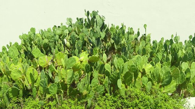 Del nopal