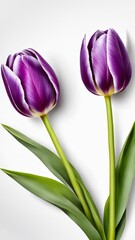 purple tulip flower