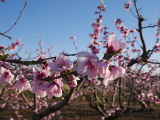 Peach trees in winter blooming pink flowers