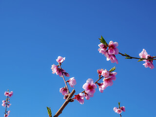 Peach trees in winter blooming pink flowers