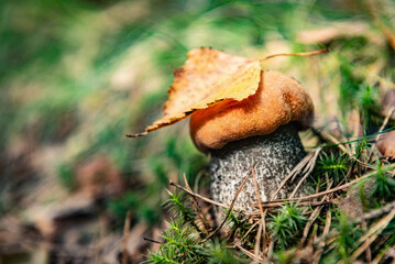Orange birch bolete growing in the grass.