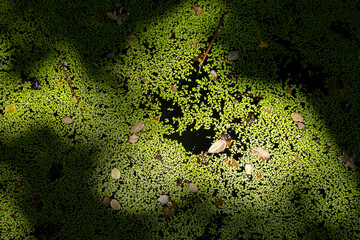 Top-down view of a lake surface covered with green duckweed and scattered leaves. Ideal for nature, environmental, and abstract art projects.