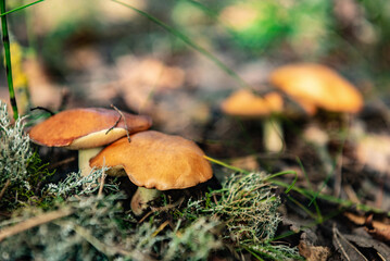 Woman picking up mushrooms in autumn forest.