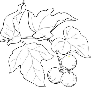 Kukui Branch with Fruits and Leaves Outline Illustration.