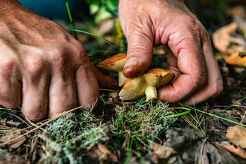 Woman picking up mushrooms in autumn forest.