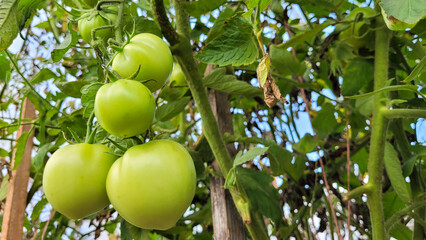 Close up of growing green tomatoes bush in the open ground on a garden bed in a greenhouse. Unripe tomato fruit on a natural bushes background. Sustainable agricultural, harvesting, gardening