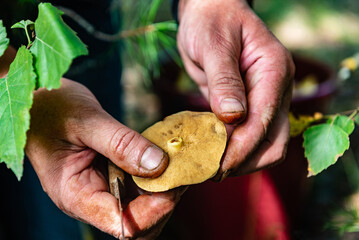 Woman picking up mushrooms in autumn forest.