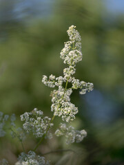 Weiße Blütenrispe in der Wiese