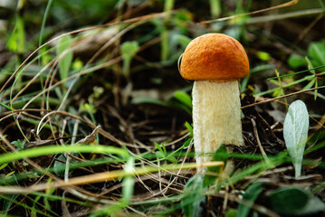 Orange birch bolete growing in the grass.