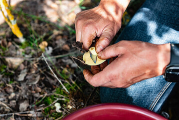 Woman picking up mushrooms in autumn forest.