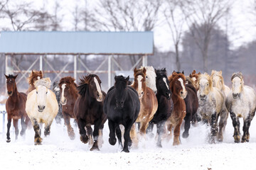 北海道音更町、馬の運動不足解消や妊娠馬の難産を防ぐ「馬追い運動」【1月】