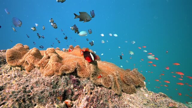 Fiji Anemonefish swimming anemone above healthy coral reef - Amphiprion barberi - Scuba diving in the Rainbow Reef Fiji
