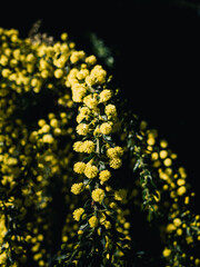 Wattle flower