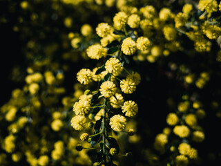 Wattle flower