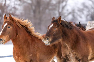 北海道音更町、馬の運動不足解消や妊娠馬の難産を防ぐ「馬追い運動」【1月】
