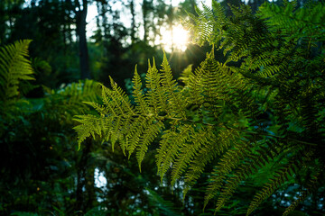 Farnwedel in der Abendsonne