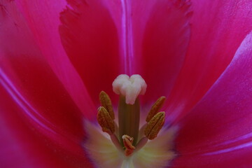 close up of pink tulip © Eveline