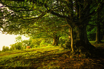 Naklejka premium Magical sunset light on a tree in the mountain 