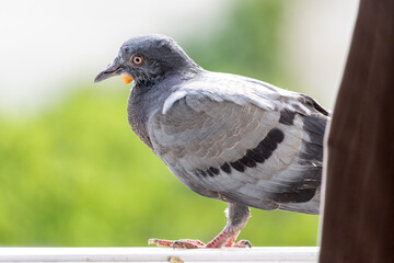 The pigeon walks on the open window and look into the room